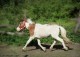 Mini horse / mini appaloosa / 87,5 % AMHA