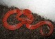 Mláďata hadů NZ:2014: