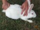 Brojlerový králík-Hyla