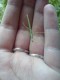 Pakobylka rohatá - nenáročný hmyz